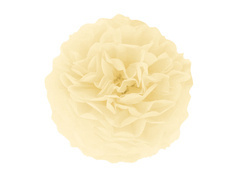 Dekoracja wisząca pompon kwiat - kremowy- 35 cm - 1 szt.