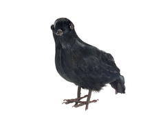 Wrona czarna z piórami - 1 szt.