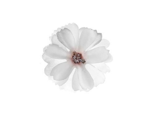 Płatki kwiatów białe - 12 szt.