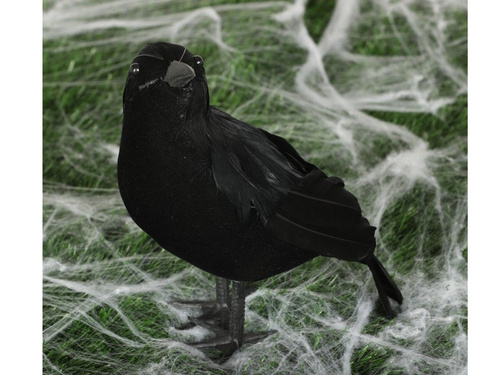 Czarny kruk - 25 cm
