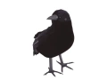 Czarny kruk - 25 cm