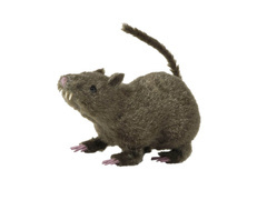 Dekoracja Szczur - 21 cm - 1 szt.