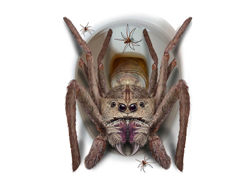 Naklejka na deskę toaletową Pająk na Halloween