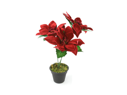 Gwiazda Betlejemska czerwona w doniczce - 30 cm - 1 szt.