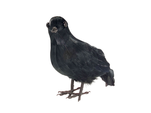 Wrona czarna z piórami - 1 szt.