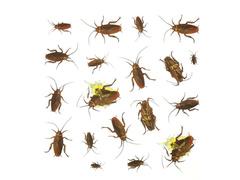 Naklejki Karaluchy na Halloween - 20 szt.