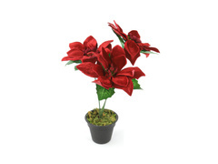 Gwiazda Betlejemska czerwona w doniczce - 30 cm - 1 szt.