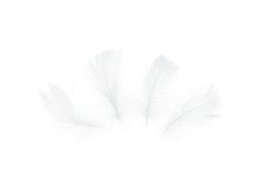 Piórka dekoracyjne białe krótkie - 50 szt.