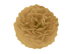 Dekoracja wisząca pompon kwiat - złoty brąz - 35 cm - 1 szt.