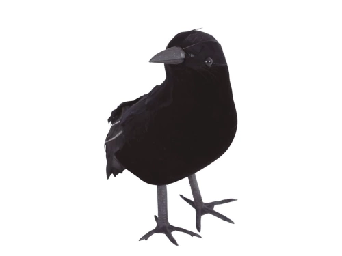 Czarny kruk - 25 cm
