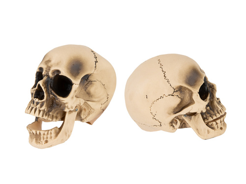 Czaszka na Halloween - 14 cm - 1 szt.