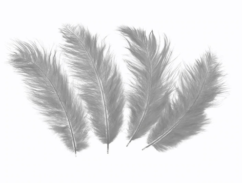 Piórka dekoracyjne szare długie - 50 szt.