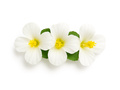 Hawajska przypinka kwiatek biały - 1 szt.