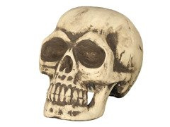 Czaszka na Halloween - 32 cm - 1 szt.