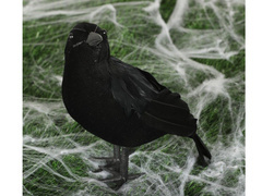 Czarny kruk - 25 cm