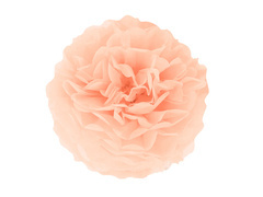 Dekoracja wisząca pompon kwiat - brzoskwiniowy - 35 cm - 1 szt.