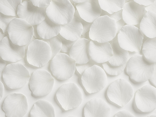 Płatki róż - białe - 500 szt.