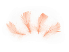 Piórka dekoracyjne brzoskwiniowe krótkie - 50 szt.