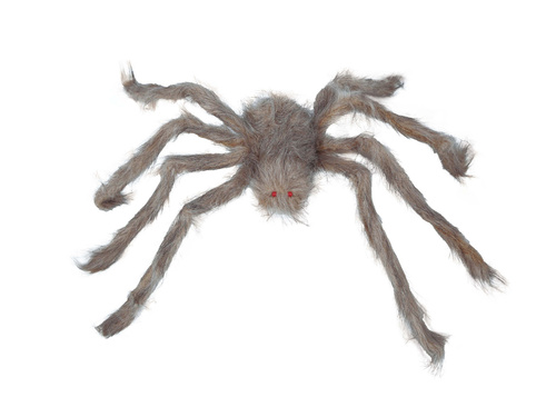 Szary Pająk - 60 cm - 1 szt.