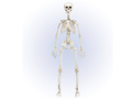 Szkielet - 90 cm