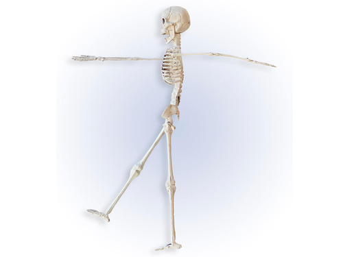 Szkielet - 40 cm