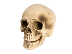Czaszka na Halloween - 14 cm - 1 szt.