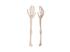 Ramiona kościotrupa - 35 cm - 2 szt.