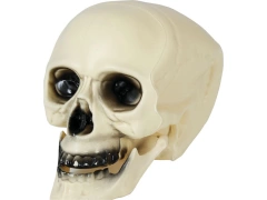 Czaszka na Halloween z ruchomą szczęką- 20 cm - 1 szt.