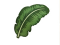 Tacka Tropikalny Liść - 26cm x 48cm - 1 szt.