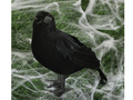 Czarny kruk - 25 cm
