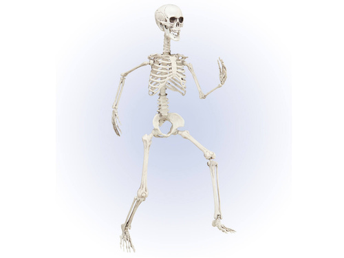 Szkielet - 90 cm