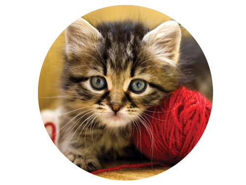 Dekoracyjny opłatek tortowy Kotek - 20 cm