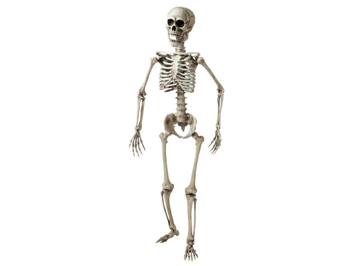 Szkielet - 160 cm