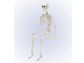 Szkielet - 90 cm