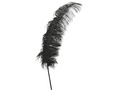 Strusie pióro czarne - 50 cm - 1 szt.