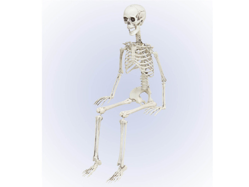 Szkielet - 90 cm