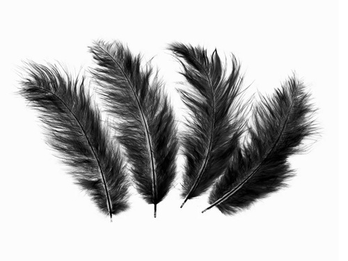 Piórka dekoracyjne czarne długie - 50 szt.