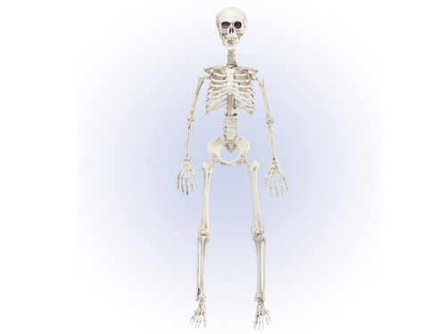 Szkielet - 90 cm