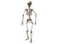 Szkielet - 160 cm