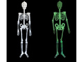 Fluorescencyjny szkielet - 150 cm