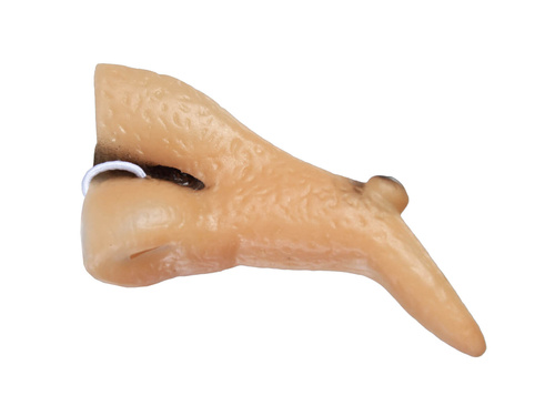 Nos czarownicy - 1 szt.