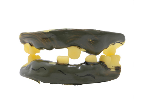 Zęby wiedźmy - 1 szt.