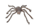 Szary Pająk - 60 cm - 1 szt.
