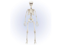 Szkielet - 90 cm