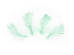Piórka dekoracyjne zielone krótkie - 50 szt.