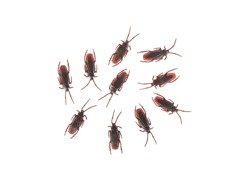 Karaluchy plastikowe na Halloween - 10 szt.