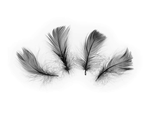 Piórka dekoracyjne czarne krótkie - 50 szt.