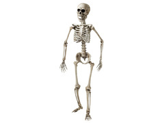 Szkielet - 160 cm
